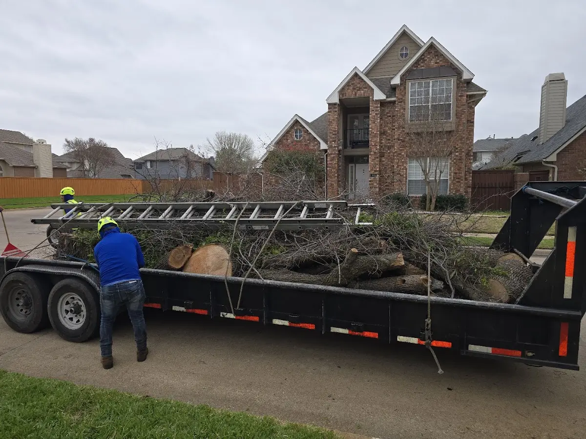 Expert Tree Removal with proper safety equipment in Essex